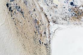 Why You Should Choose Our Mold Remediation Services in Tiburon, CA